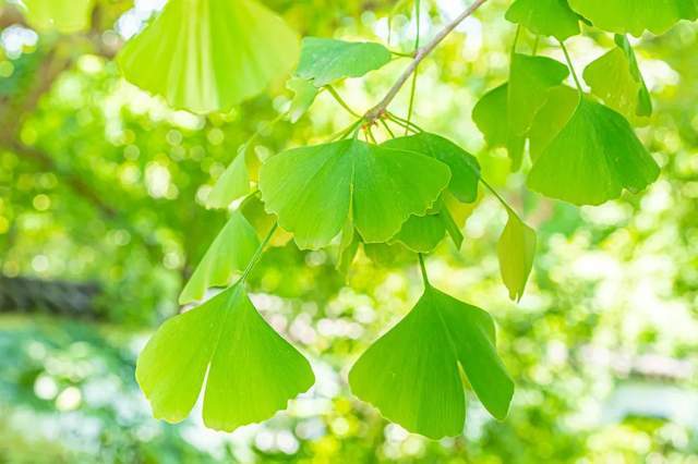 植树节-春风十里，正“植”有你【杭州易造】